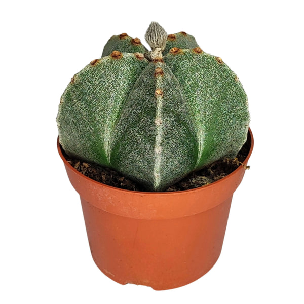 Astrophytum myriostigma