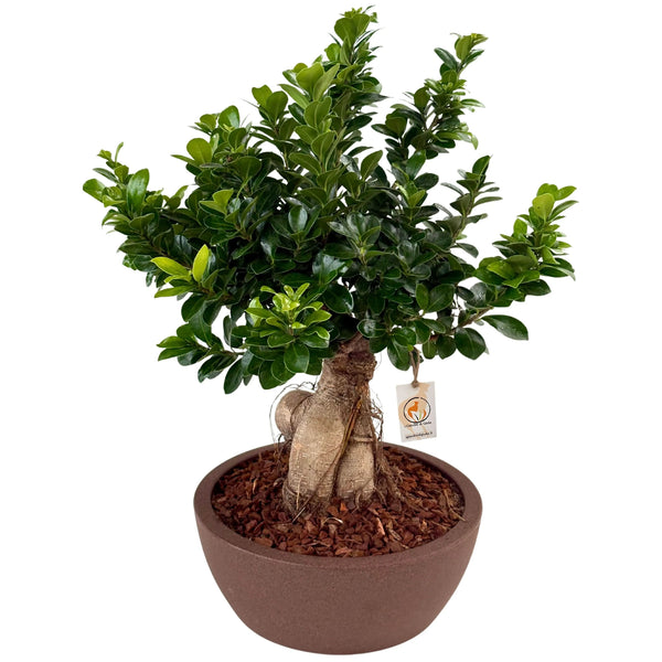 Bonsaï ficus ginseng en pot thétis