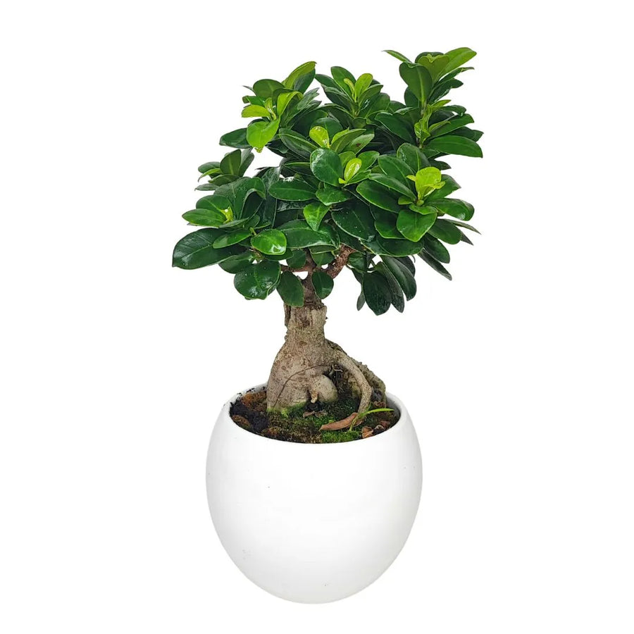 Bonsai Ficus Ginseng 40cm - pianta in vaso di ceramica Puglia, vista frontale