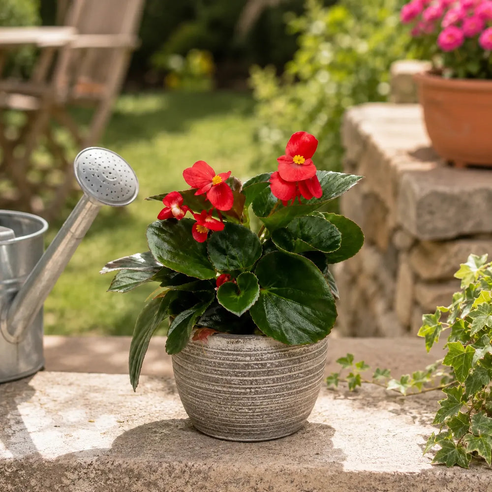 Pianta di Begonia Big dai fiori rossi vivaci in vaso decorativo da esterno illuminato dal sole.