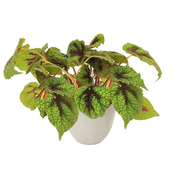 Begonienlaub Masoniana Iron Cross H. 28 cm
