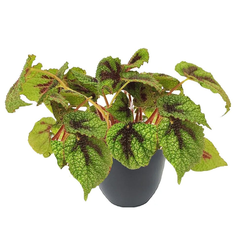 Begonia Masoniana Iron Cross - pianta da interno con foglie verdi e disegno a croce in vaso antracite