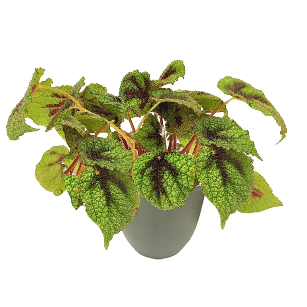 Begonia Masoniana Iron Cross - dettaglio foglie verdi e marroni in vaso verde rosmarino