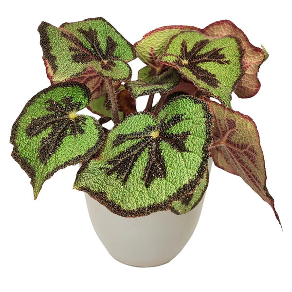 Begonia blad masoniana  Mountai