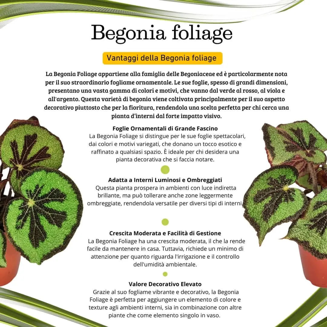 Begonia Masoniana Mountai - pianta intera, ideale per interni e decorazione domestica