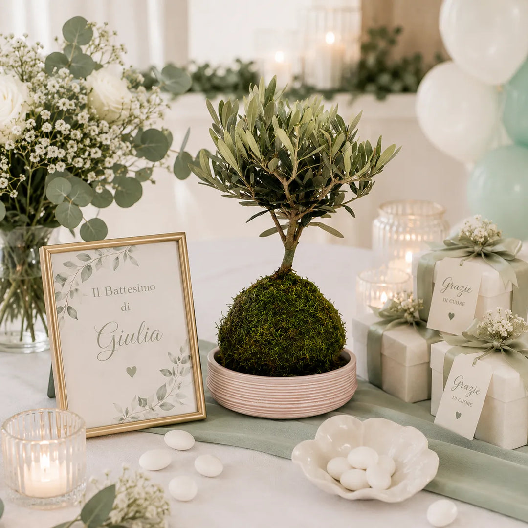 Kokedama bonsai olivo con muschio decorativo presentato come bomboniera green elegante per battesimo, matrimonio o comunione.
