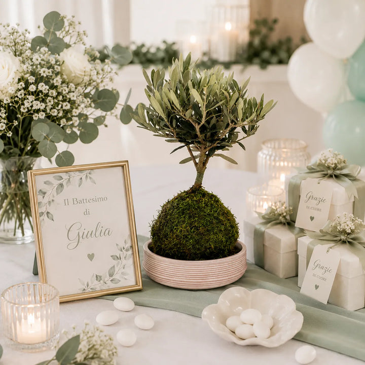Kokedama bonsai olivo con muschio decorativo presentato come bomboniera green elegante per battesimo, matrimonio o comunione.