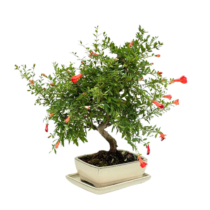 Bonsai 8 anni Punica Granatum, vista lato sinistro