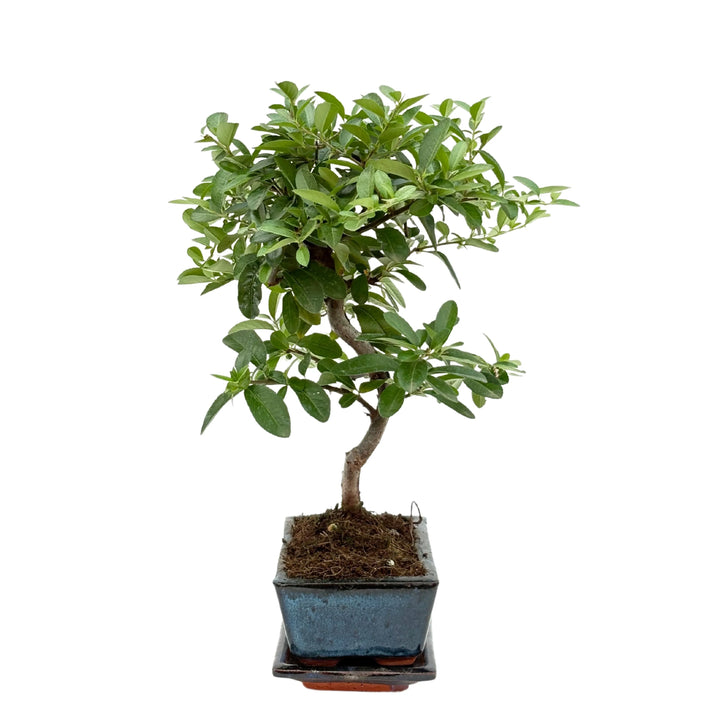 Bonsai Pyracantha 7 Anni - vista laterale destra che mostra il tronco sinuoso