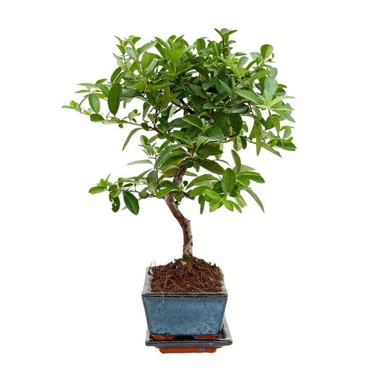 Bonsai Pyracantha 7 Anni - vista lato sinistro con fogliame lucido