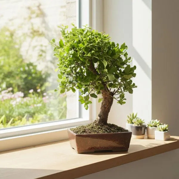 Bonsai da interno in vaso rettangolare di ceramica marrone posizionato su davanzale luminoso con fogliame verde compatto e tronco curvo