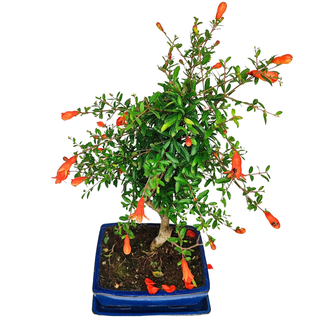 Bonsai Punica Granatum Nana in fiore - pianta ornamentale da interno con vaso blu