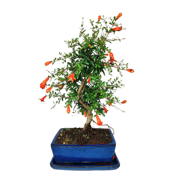 Bonsái Punica Granatum Nana 7 Años - Colección Premium