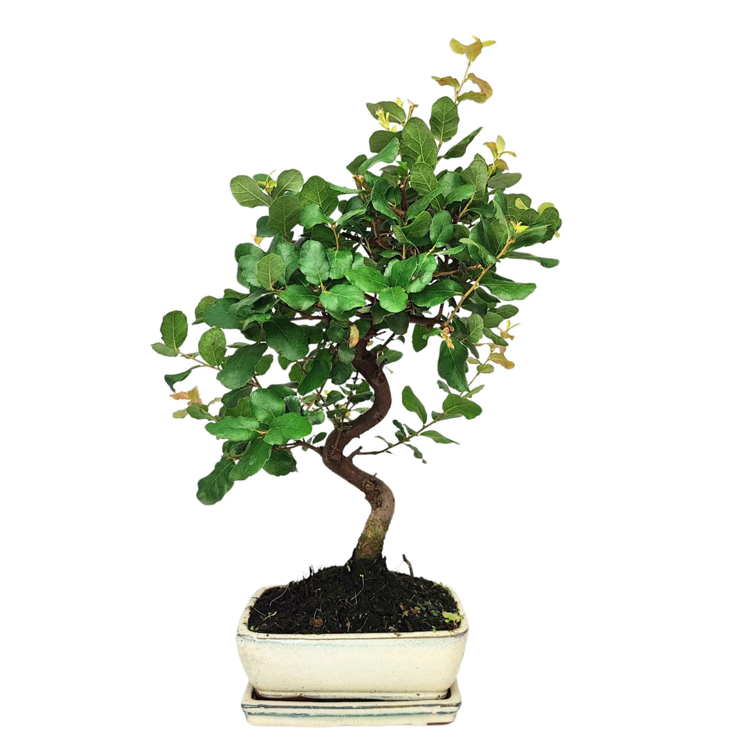 Bonsai Quercus Suber 7 anni - tronco sinuoso e chioma compatta in vaso smaltato bianco