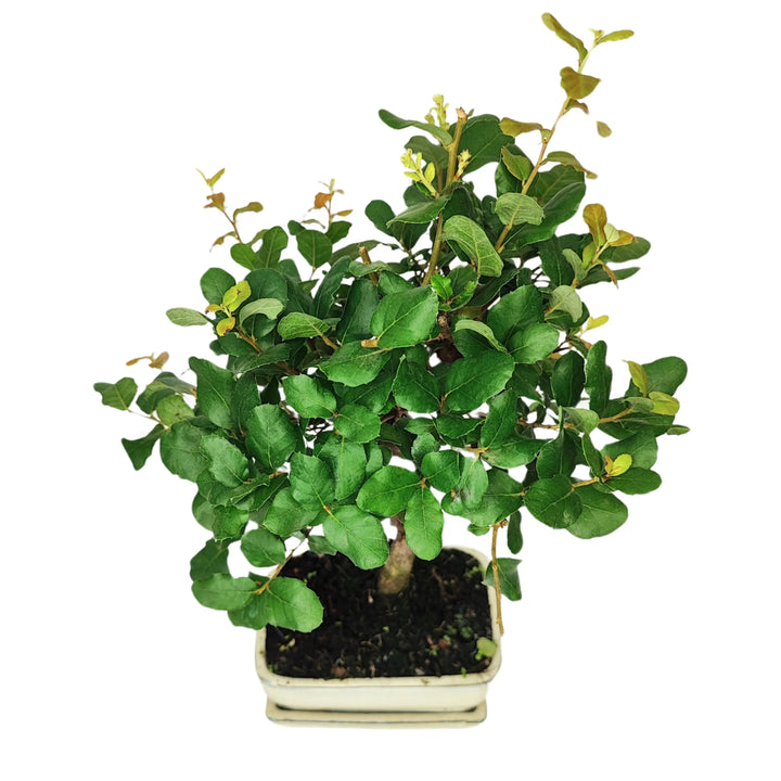 Bonsai Quercus Suber da collezione - vista dall'alto con chioma densa in vaso chiaro