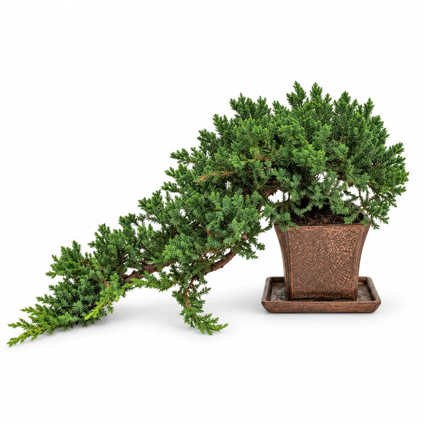 Bonsai 14 Anni Juniperus Procumbens - Collezione Premium