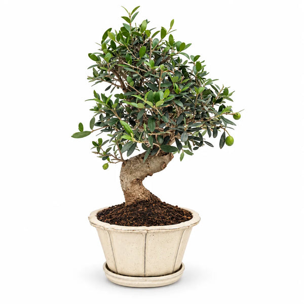 Bonsai 18 Anni Olea Europaea (Olivo) - Collezione Premium