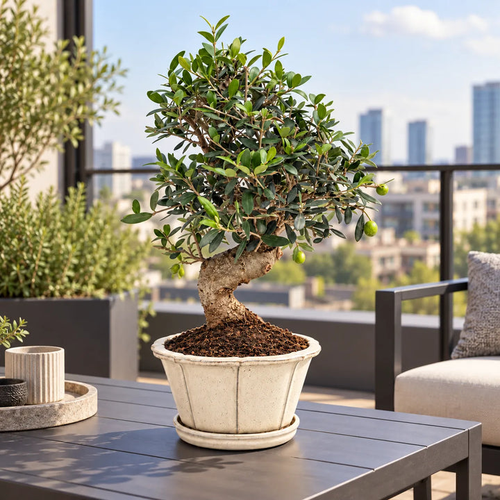 Bonsai di olivo Olea europaea di 18 anni con tronco maturo e chioma verde, ambientato su un terrazzo moderno