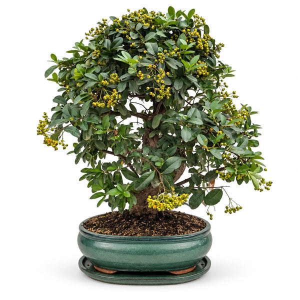 Bonsái Pyracantha Coccinea de 19 años - Colección Premium