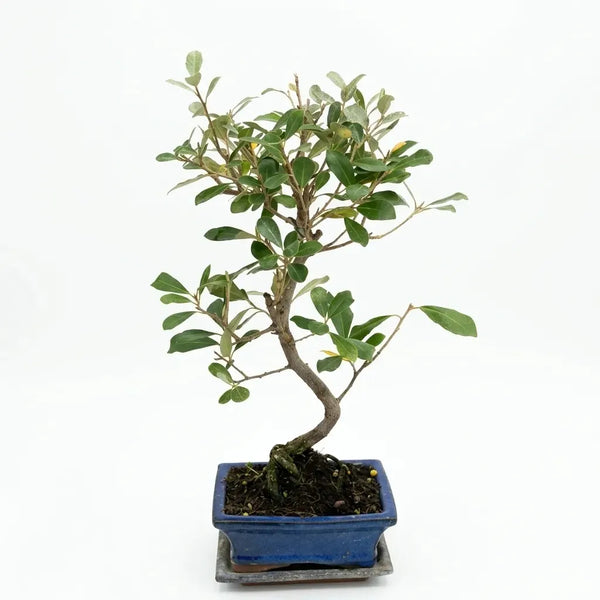 Bonsai 7 anni Elaeagnus Pungens (Elaeagno) - Collezione Premium