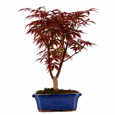 Bonsai 9 Anni  Acer Palmatum Atropurpureum (Acero) - Collezione Premium