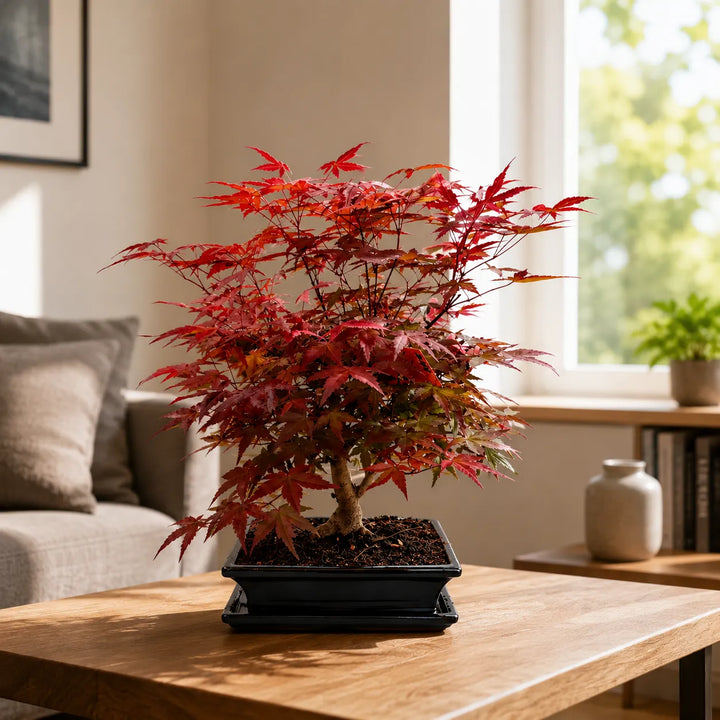 Pianta bonsai acero rosso giapponese Deshojo di 12 anni perfetta come complemento d’arredo raffinato per casa e ufficio.