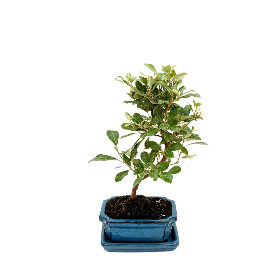 Bonsai Elaeagnus Premium - esemplare di 7 anni con vaso in ceramica blu e foglie verde olivastro