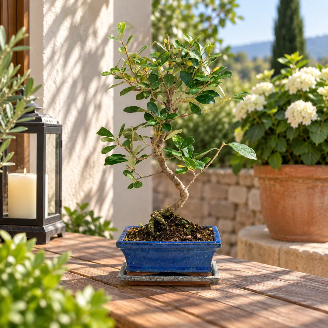 Bonsai Elaeagnus pungens di 7 anni con tronco curvo e chioma verde, in vaso blu su tavolo in legno all'aperto