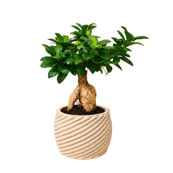 Bonsai ficus ginseng in vaso Carina D.14 cm in argilla