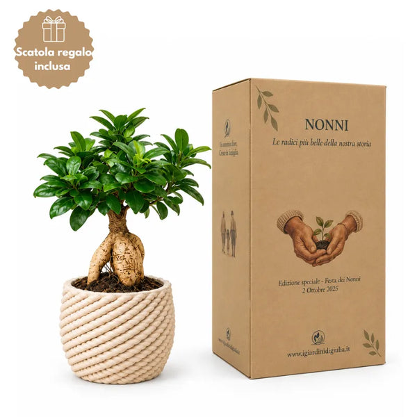 Bonsai ficus ginseng Carina D.14 cm in ceramica edizione festa dei nonni
