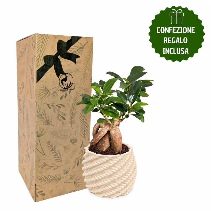 Bonsai Ficus ginseng in vaso Made in Italy Carina con confezione regalo inclusa