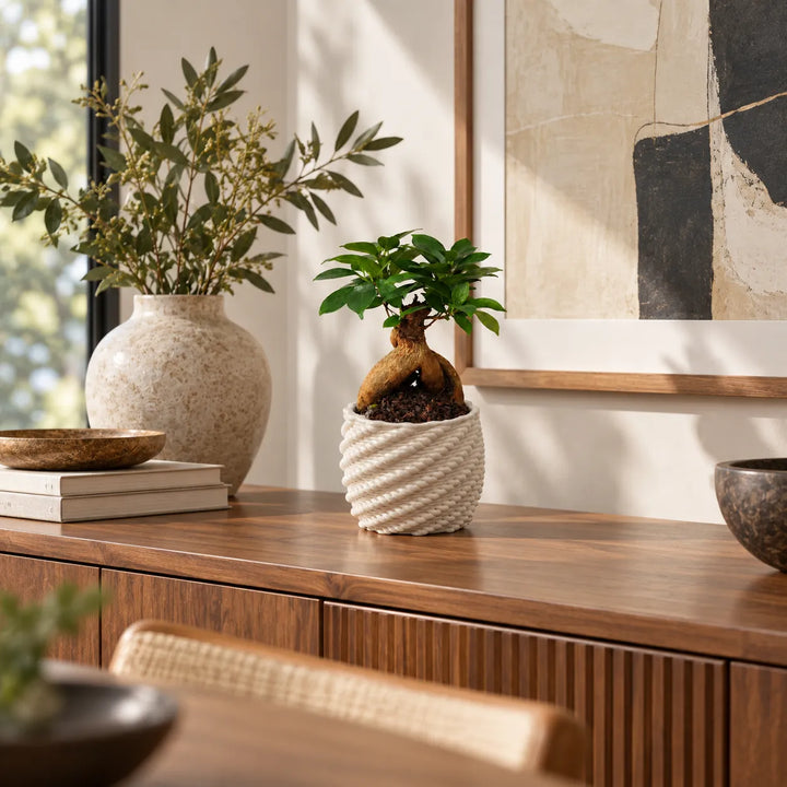 Bonsai Ficus Ginseng in vaso Carina bianco su mobile in legno in un soggiorno moderno