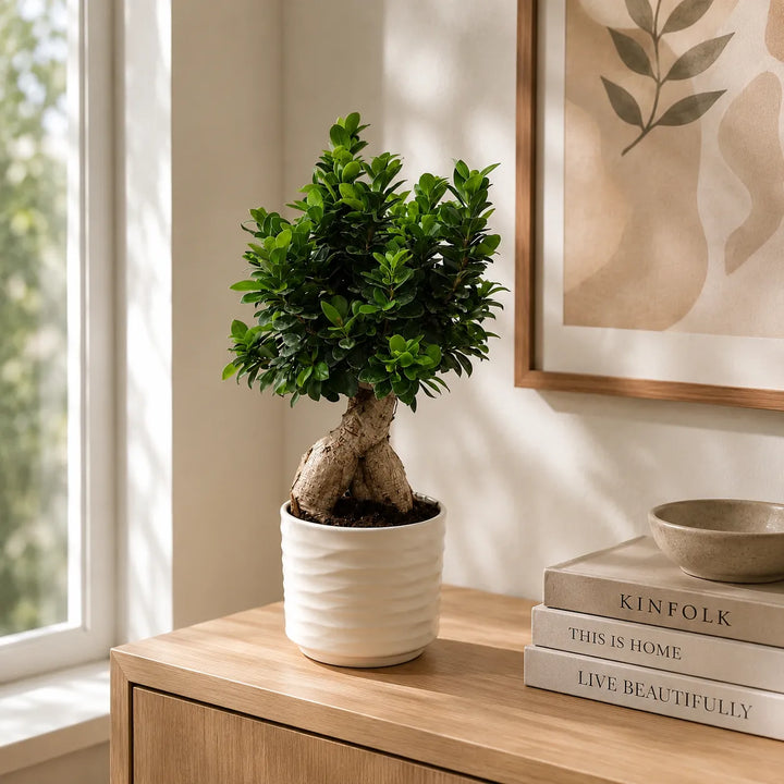 Bonsai Ficus Ginseng in vaso Cindy ondulato bianco su mobile in legno vicino a libri e decorazioni moderne illuminate dalla luce naturale.