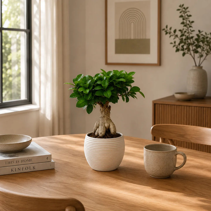Bonsai Ficus Ginseng in vaso Sally beige su tavolo in legno in ambiente luminoso dallo stile naturale e moderno.
