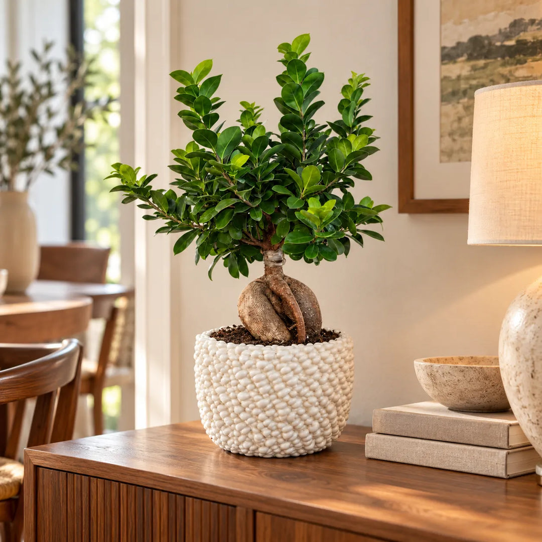 Bonsai Ficus Ginseng in vaso di ceramica Fira bianco posizionato su mobile in legno in ambiente moderno