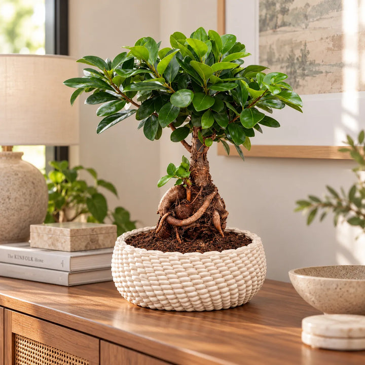 Bonsai Ficus Ginseng con radici a vista in vaso Kira, ambientato in un soggiorno moderno