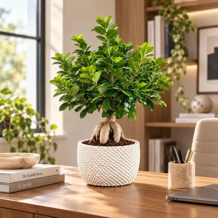 Bonsai Ficus Ginseng in vaso di ceramica Kira bianco posizionato su scrivania in un ambiente moderno
