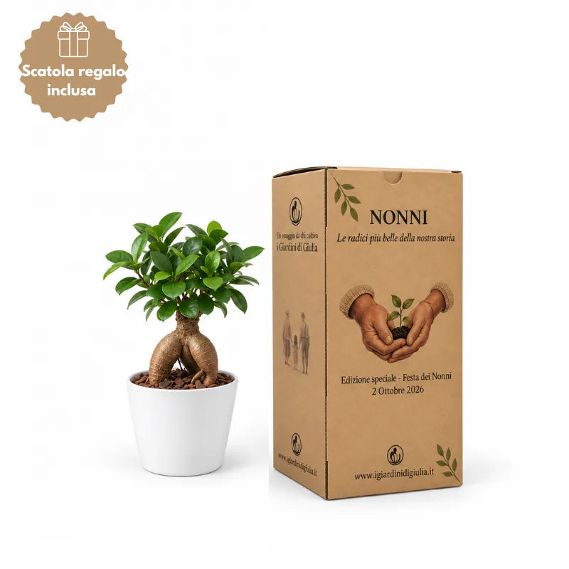 Bonsai Mini Ficus Ginseng in vaso di ceramica bianco con scatola regalo inclusa edizione speciale Festa dei Nonni
