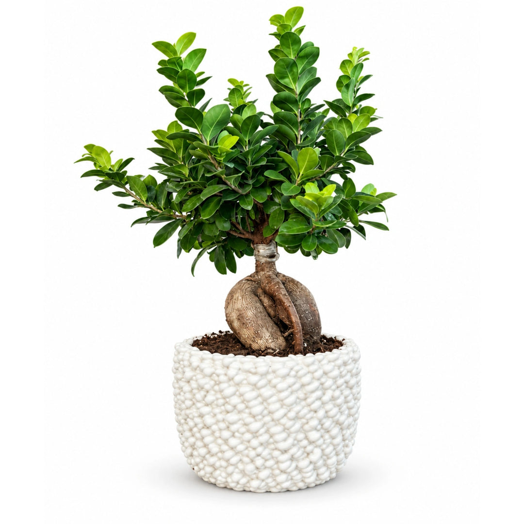 Bonsai Ficus Ginseng con folta chioma verde e radici caratteristiche in vaso di ceramica Fira su sfondo bianco