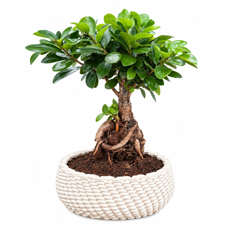 Bonsai Ficus Ginseng con radici decorative e foglie verdi in vaso di ceramica Kira su sfondo bianco