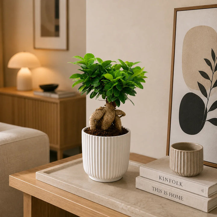 Bonsai Ficus Ginseng con tronco intrecciato in vaso Pitti bianco rigato su mobile in legno in soggiorno moderno.