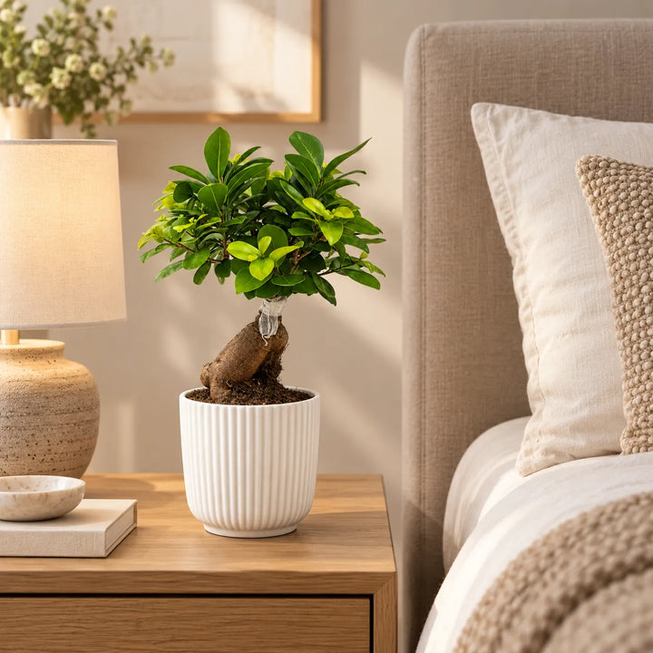 Bonsai Ficus Ginseng in vaso Pitti bianco rigato posizionato sul comodino, pianta da interno per camera da letto