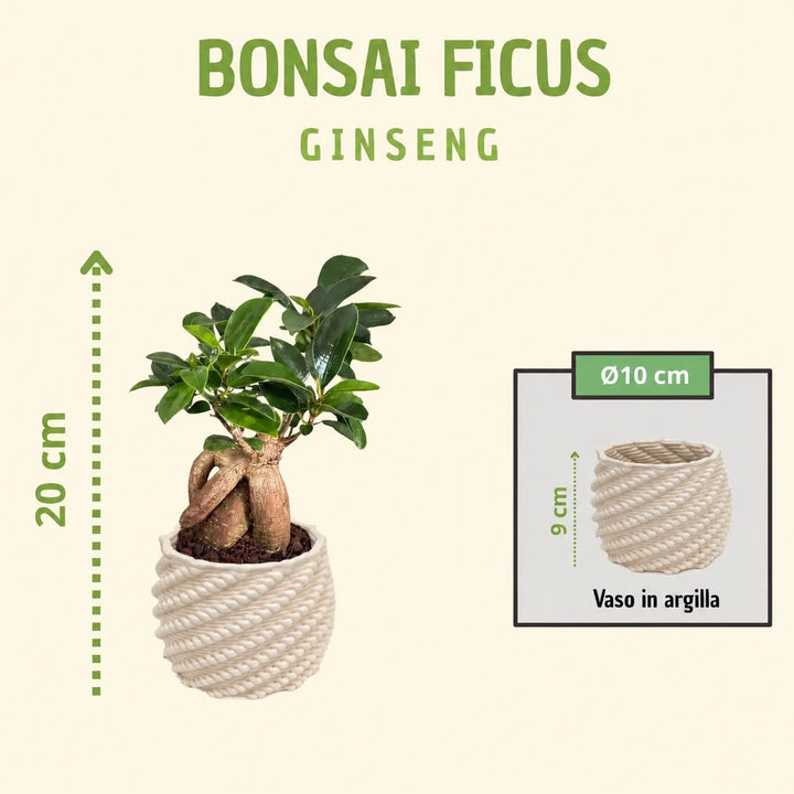 Bonsai Ficus ginseng in vaso Carina, alto 20 cm con vaso di 10 cm di diametro