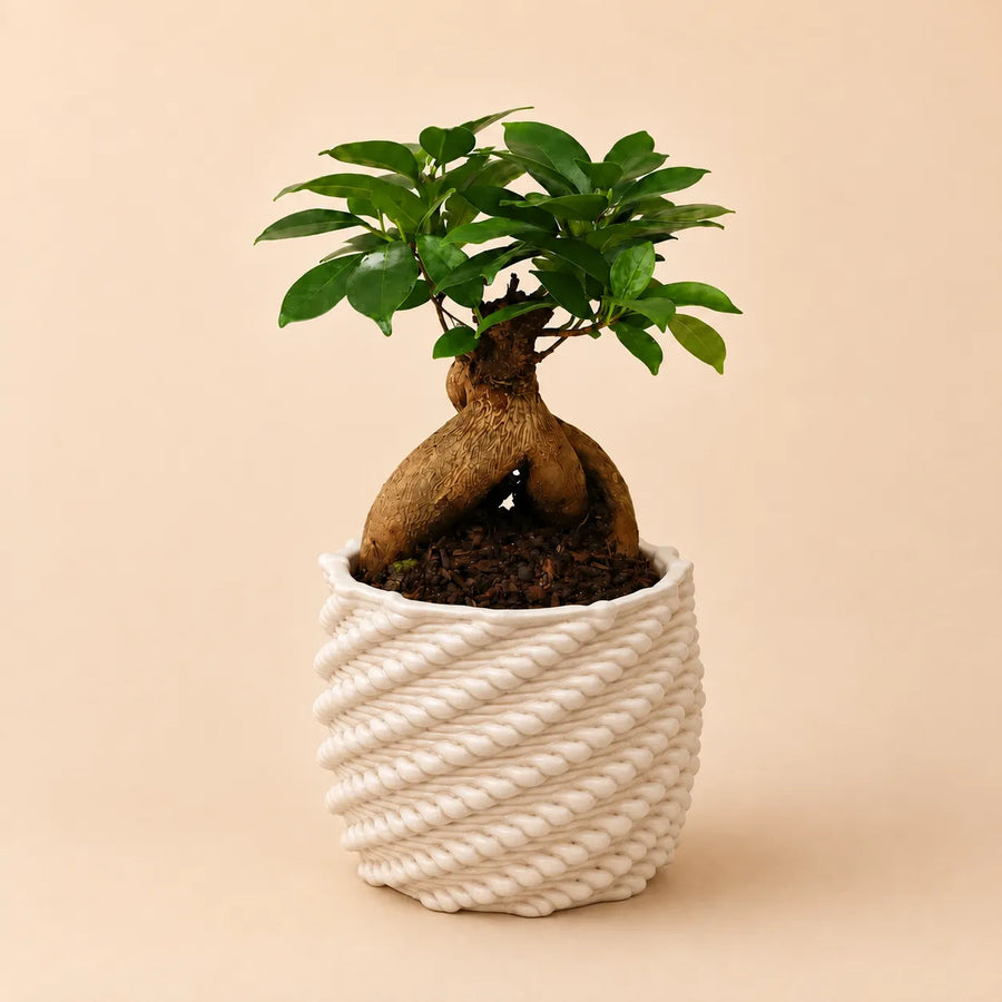 Bonsai Ficus ginseng in vaso Carina bianco con lavorazione intrecciata su sfondo neutro
