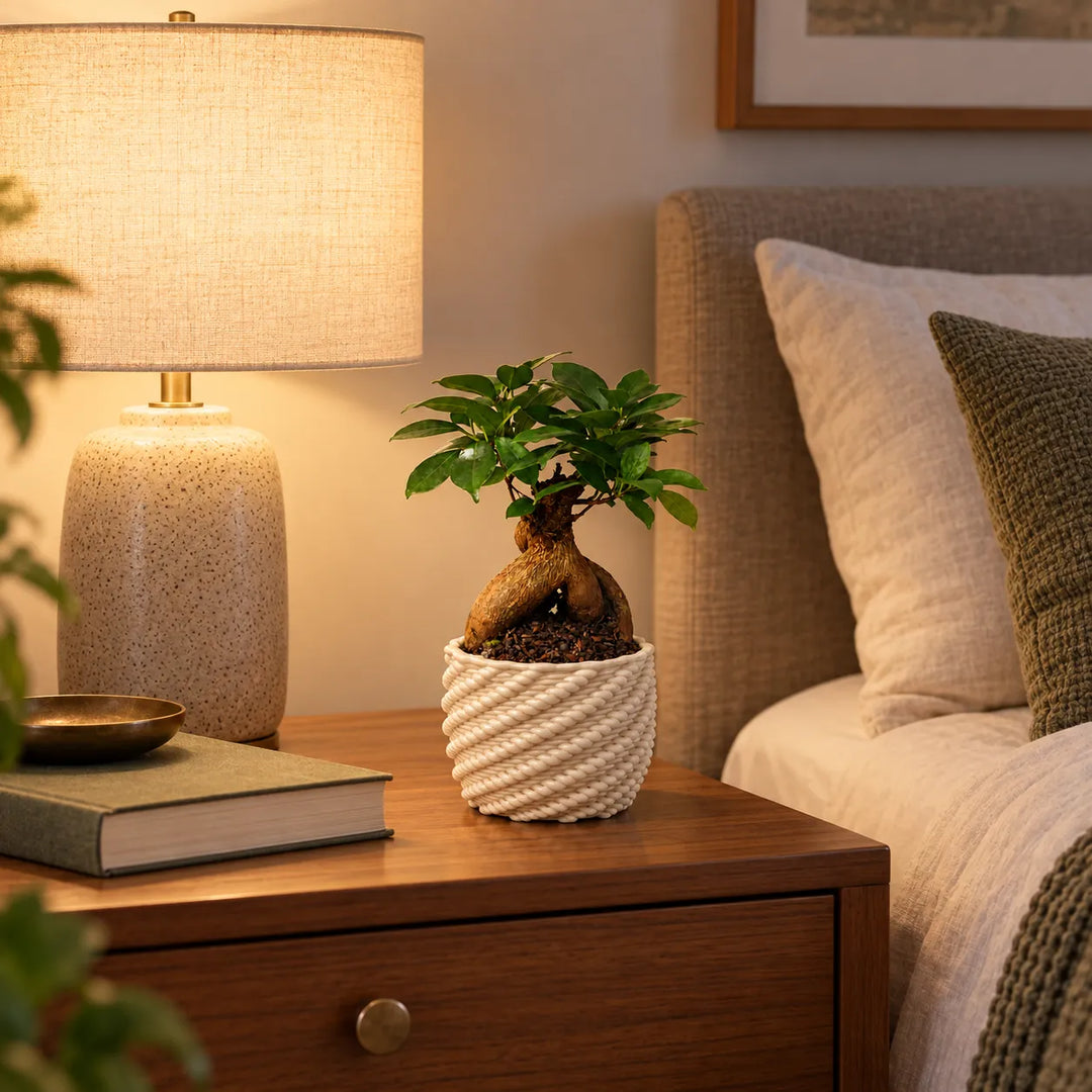Bonsai Ficus Ginseng in vaso Carina bianco su un comodino in camera da letto