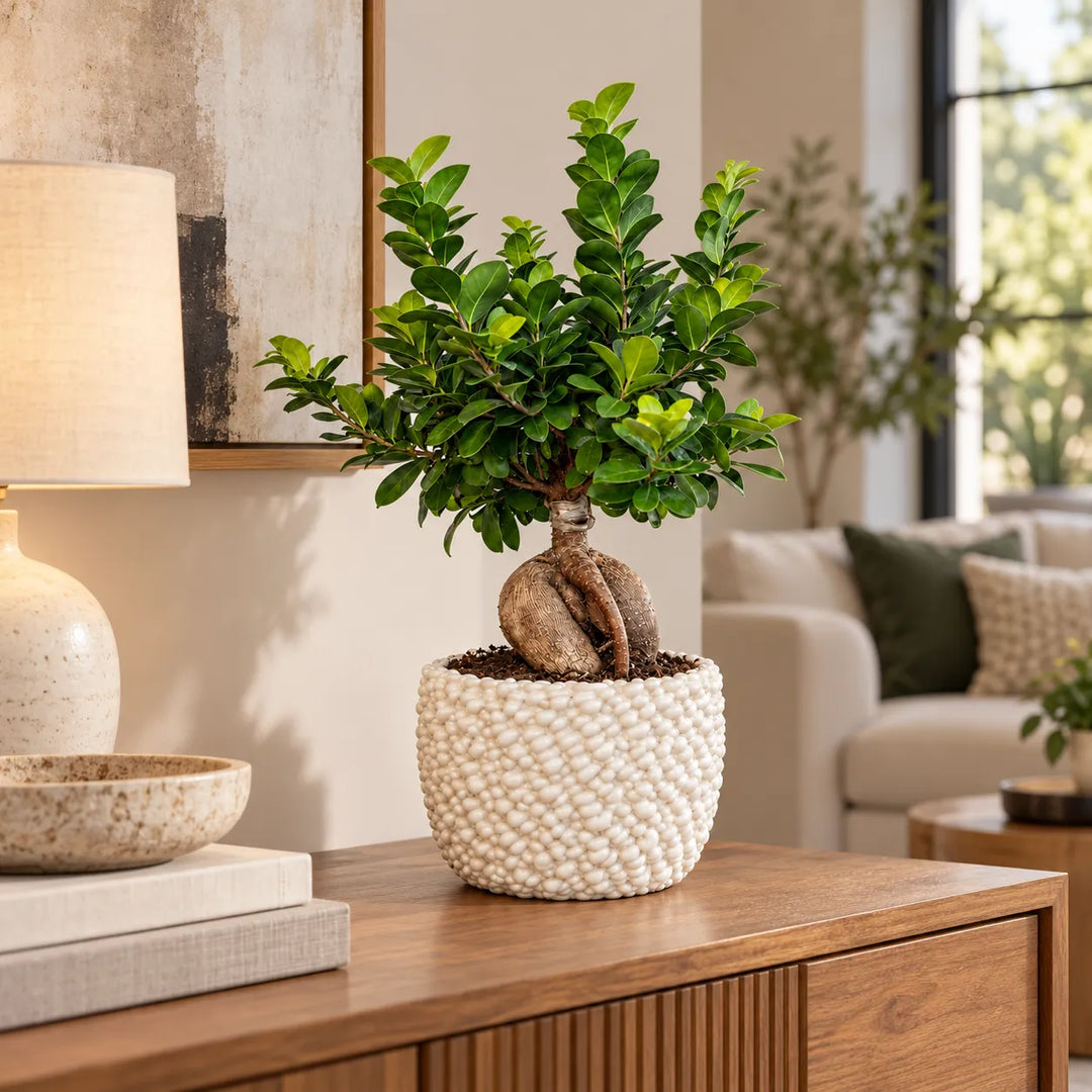Bonsai Ficus Ginseng con radici decorative in vaso di ceramica Fira bianco, ambientato in soggiorno moderno