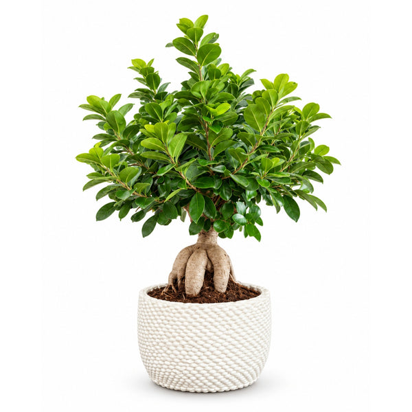 Bonsái Ficus Ginseng en maceta de cerámica Kira