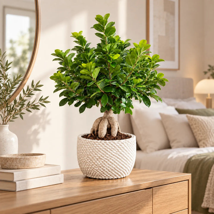 Bonsai Ficus Ginseng in vaso di ceramica Kira bianco, ambientato su mobile in legno in soggiorno