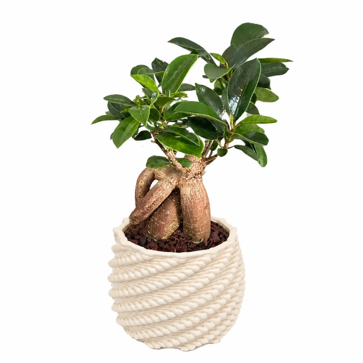 Bonsai Ficus ginseng con radici caratteristiche in vaso Carina bianco su sfondo bianco