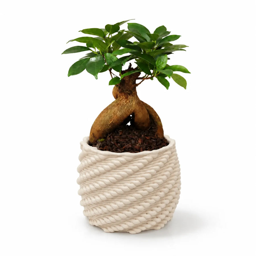 Bonsai Ficus Ginseng in vaso Carina bianco in argilla Made in Italy su sfondo bianco